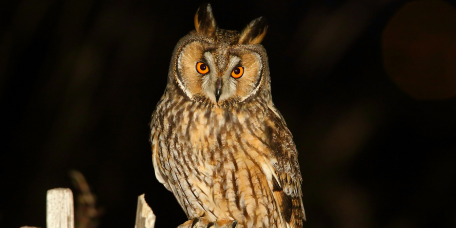 Hibou moyen-duc © Aurélien Audevard